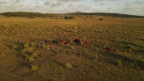 Toma-Aérea-En-órbita-Que-Muestra-Un-Grupo-De-Vacas-Pastando-En-Pastos-Verdes-Durante-La-Puesta-De-Sol-En-Uruguay