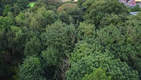 Drone-rising-shot-of-green-forest-with-farm-house-in-background