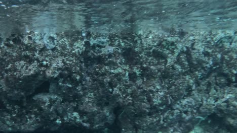 Eine-Meeresschildkröte-Schwimmt-Durch-Türkisblaues-Wasser---Unter-Wasser