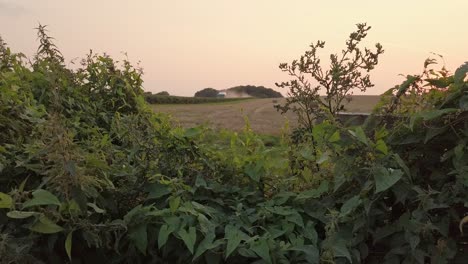 Wagon-and-dust-looking-through-hedge-rows-over-a-field-sunset