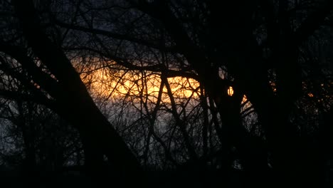Fiery-colourful-orange-sunset-glow-through-silhouette-of-spooky-woodland-tree-branches