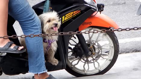 Bringing-the-pooch-aboard-a-motorcycle-when-going-to-town-may-become-a-safety-hazard