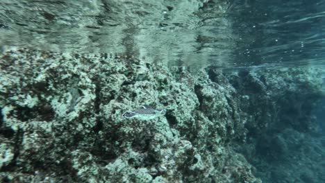 Zeitlupe-Einer-Baby-Meeresschildkröte,-Die-In-Kristallklarem-Wasser-Schwimmt---Unterwasseraufnahme