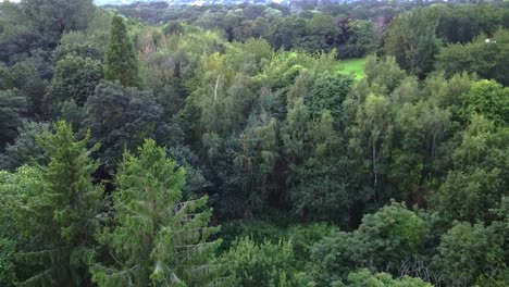 Drone-A-Través-Del-Bosque-Varios-árboles-Verdes-En-El-Reino-Unido