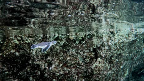 Kleine-Grüne-Meeresschildkröte,-Die-Langsam-Durch-Das-Kristallklare-Meer-Schwimmt