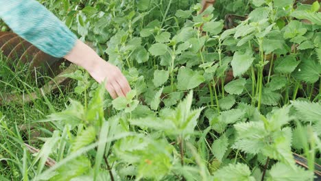 Woman's-hand-plucks-green-fresh-nettle-in-the-countryside-in-summer