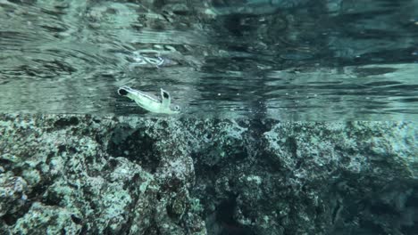 Eine-Einsame-Baby-Meeresschildkröte,-Die-In-Kristallklarem-Wasser-Schwimmt---Unterwasseraufnahme