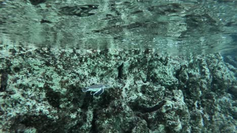 Eine-Meeresschildkröte,-Die-In-Kristallklarem-Wasser-Schwimmt---Unterwasseraufnahme
