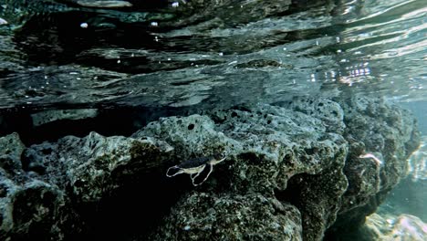 Sea-Turtle-Swimming-Beside-Huge-Reef-Underwater---medium-shot