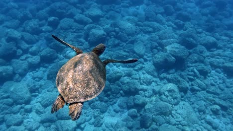 Lone-Sea-Turtle-Calmly-Swimming-In-The-Crystal-Clear-Ocean