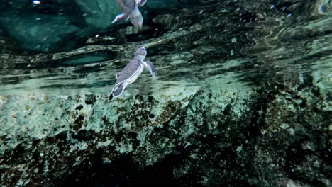 Niedliche-Baby-Meeresschildkröte,-Die-Durch-Die-Felsen-Schwimmt---Unter-Wasser