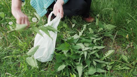 Frauenhand-Legt-Im-Sommer-Eine-Gepflückte-Grüne-Brennnessel-In-Eine-Biologisch-Abbaubare-Plastiktüte-Auf-Dem-Land