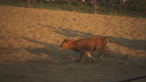 Slow-motion-shot-of-cow-running-in-the-rodeo-ground-and-cowboy-tying-to-catch-the-cow