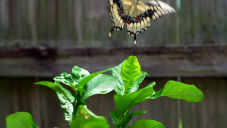 Slow-Motion-of-a-butterfly-flying-near-a-lemon-tree