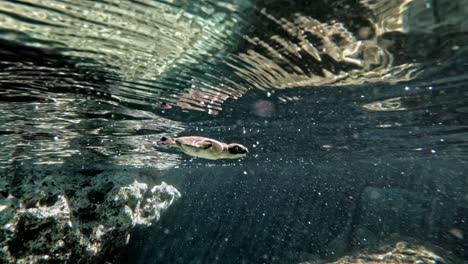 Babygrüne-Schildkröte,-Die-Im-Kristallklaren-Ozean-Schwimmt---Unterwasseraufnahme