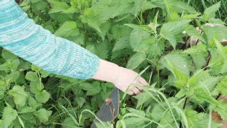 Woman's-hand-plucks-green-fresh-nettle-in-the-countryside-in-summer