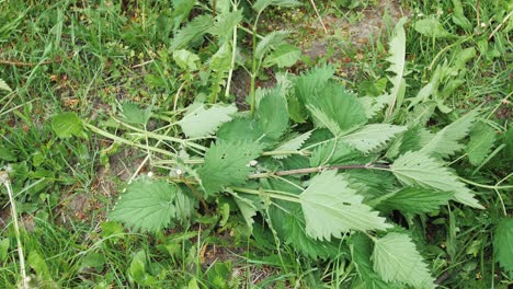 Woman's-hand-throws-freshly-plucked-green-nettle-on-the-ground-in-the-countryside-in-summer
