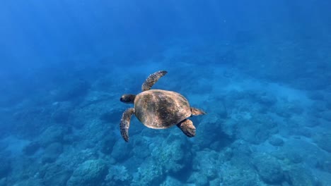 A-Beautiful-Sea-Turtle-gliding-flying-through-the-water---Underwater