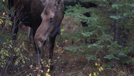 Close-Up-of-Female-Moose-Eating-Leaves-Deep-in-Forest-of-Jasper-National-Park,-Canada,-Protected-Wild-Animal-in-Natural-Habitat