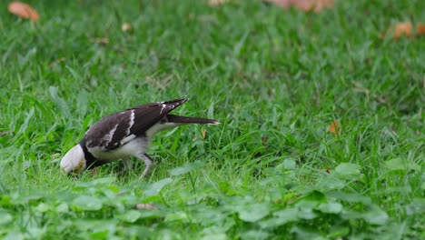 Camera-sliding-to-the-left-as-this-bird-digging-for-some-worms-to-eat-on-the-grass,-Black-collared-Starling-Gracupica-nigricollis,-Thailand