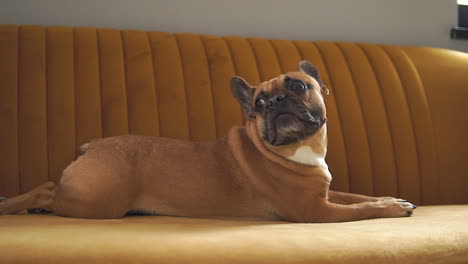 Close-up-shot-of-French-Bulldog-resting-on-couch-indoors-and-watching-around-during-sunny-day---slow-motion-shot