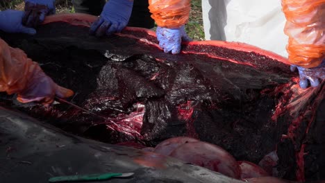 Close-up-of-cutting-away-the-blubber-and-skin-on-a-dead-Ziphius-whale-during-an-autopsy