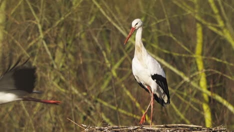 Pair-Of-Storks-Standing-On-Nest-Before-Flying-Away