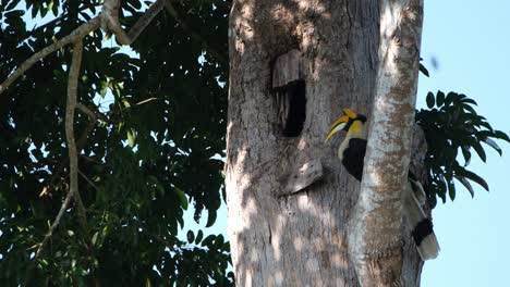 Thront-Außerhalb-Seines-Nestes,-Während-Das-Weibchen-Drinnen-Damit-Beschäftigt-Ist,-Sein-Nest-Zu-Halten,-Großer-Rattenhornvogel-Buceros-Bicornis,-Khao-Yai-Nationalpark,-Thailand