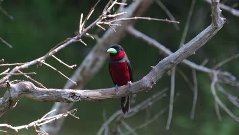 Facing-front-as-it-looks-around-while-perched-on-a-branch-during-the-afternoon,-Black-and-red-Broadbill,-Cymbirhynchus-macrorhynchos,-Kaeng-Krachan-National-Park,-Thailand