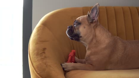 Entzückende-Französische-Bulldogge-Mit-Spielzeug,-Das-Auf-Dem-Stuhl-Sitzt-Und-In-Die-Ferne-Schaut