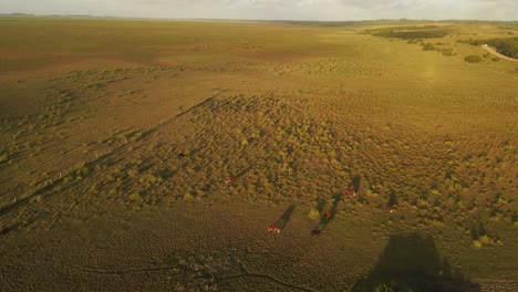 Filmische-Drohnenaufnahme,-Die-Eine-Herde-Freundlich-Grasender-Kühe-Auf-Einem-Großen-Feld-Bei-Sonnenuntergang-Zeigt---Punta-Del-Diablo,-Uruguay