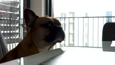 French-Bulldog-Dog-Breed-Is-Sitting-On-A-Chair-And-Go-Down