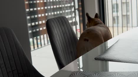 Französische-Bulldogge-Läuft-Auf-Den-Stühlen-Im-Essbereich-Des-Hauses