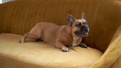 Französische-Bulldogge,-Die-Auf-Der-Couch-Im-Haus-Liegt
