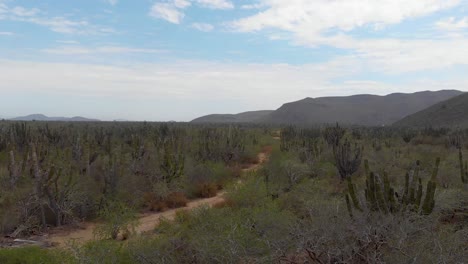 Establishing-drone-shot-of-cactus-and-mountains-near-a-dirt-road-in-rural-Mexico