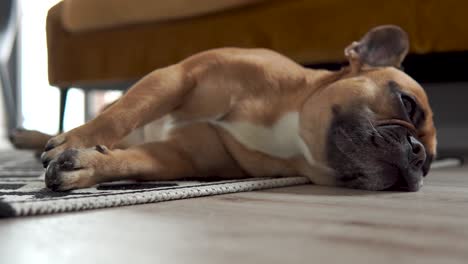 Braune-Französische-Bulldogge,-Die-Auf-Dem-Boden-Mit-Teppich-Schläft