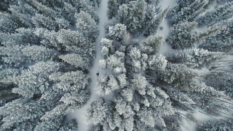 Top-Down-Drone-Aerial-View-Of-Man-Splitboarding-Alone-Through-Snowy-Rocky-Mountains-Alpine-Forest-Pine-Trees-With-Light-Snowfall