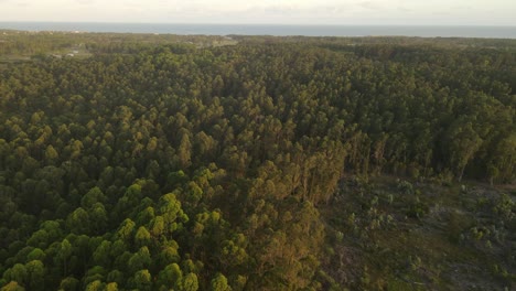 Luftüberführung-Schöne-Kiefernwald-Buschbäume-Während-Des-Sonnenuntergangs-Und-Atlantik-Im-Hintergrund---Punta-Del-Diablo,-Uruguay