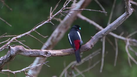 Seen-from-its-back-on-a-bare-branch-while-scratching-its-head-after-a-bath,-Black-and-red-Broadbill,-Cymbirhynchus-macrorhynchos,-Kaeng-Krachan-National-Park,-Thailand