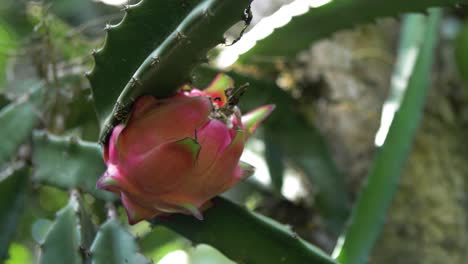 Drachenfrucht,-Die-In-Natürlicher-Form-Noch-An-Der-Kaktuspflanze-Haftet