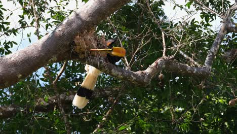 Seinen-Schnabel-In-Getrocknete-Farnblätter-Stecken,-In-Der-Hoffnung,-Etwas-Zu-Essen-Zu-Finden,-Großer-Rattenhornvogel-Buceros-Bicornis,-Khao-Yai-Nationalpark,-Thailand