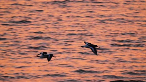 Zwei-Eurasische-Austernfischer,-Die-Gegen-Orangefarbenen-Meerwassersonnenuntergang-Fliegen,-Kamerafahrt