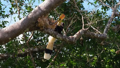 Perched-on-a-branch-while-searching-for-some-food-eat-as-seen-in-the-forest,-Great-Pied-Hornbill-Buceros-bicornis,-Khao-Yai-National-Park,-Thailand