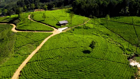 Flying-Over-Green-Hills-Planted-With-Organic-Tea-In-Nuwara-Elya-High-Mountains,-Sri-Lanka