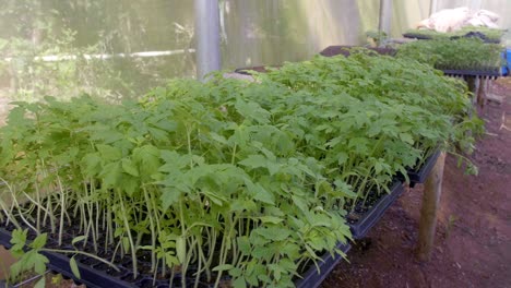 Healthy-plantation-sprouts-in-a-hotbed-inside-a-greenhouse