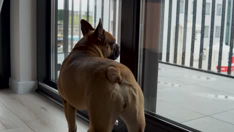 Back-View-Of-A-Lonely-French-Bulldog-Looking-Outside-The-Glass-Window