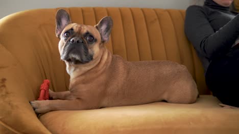 Nahaufnahme-Einer-Französischen-Bulldogge-Und-Einer-Person,-Die-Auf-Der-Couch-Im-Wohnzimmer-Sitzt---4k
