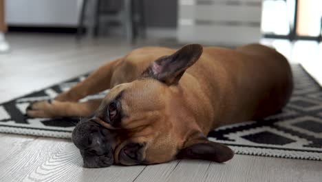 Verschlafene-Französische-Bulldogge,-Die-Auf-Einem-Teppich-Im-Wohnzimmer-Liegt