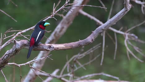 Seen-from-its-back-on-the-left-side-then-flies-up-to-another-branch,-Black-and-red-Broadbill,-Cymbirhynchus-macrorhynchos,-Kaeng-Krachan-National-Park,-Thailand