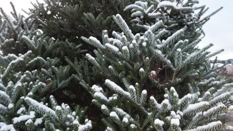 Tilt-Up,-Snow-on-Needles-of-Evergreen-Tree-with-White-Winter-Sky